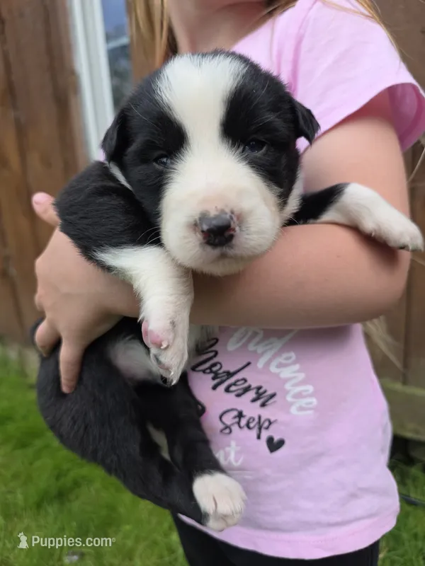 Gunner – Border Collie puppy for sale in Gouverneur, NY