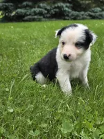 Gordy, a male Border Collie for sale in Gouverneur, NY – 5 of 7