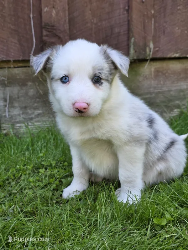 Honey – Border Collie puppy for sale in Gouverneur, NY