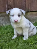 Honey, a female Border Collie for sale in Gouverneur, NY – 1 of 3