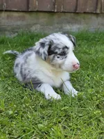 Hazel, a female Border Collie for sale in Gouverneur, NY – 4 of 4