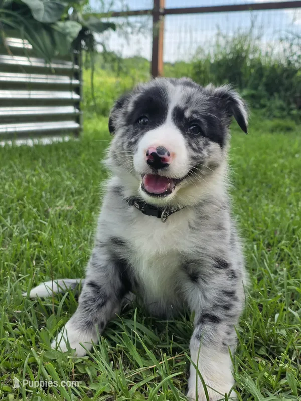 Homer – Border Collie puppy for sale in Gouverneur, NY