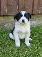 Hanna, a female Border Collie for sale in Gouverneur, NY – 3 of 3