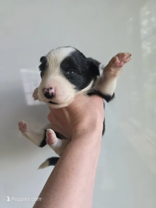 Ginger – Border Collie puppy for sale in Gouverneur, NY