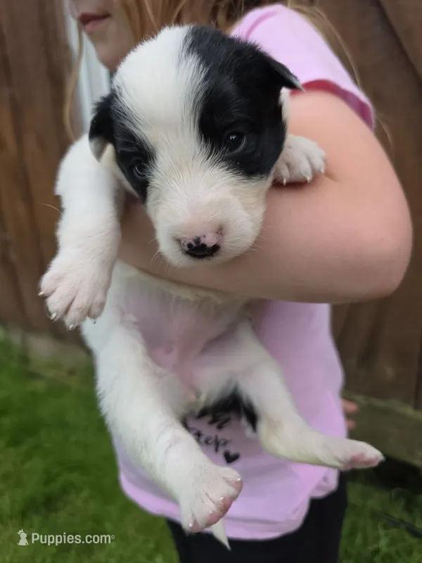 Goldie – Border Collie puppy for sale in Gouverneur, NY
