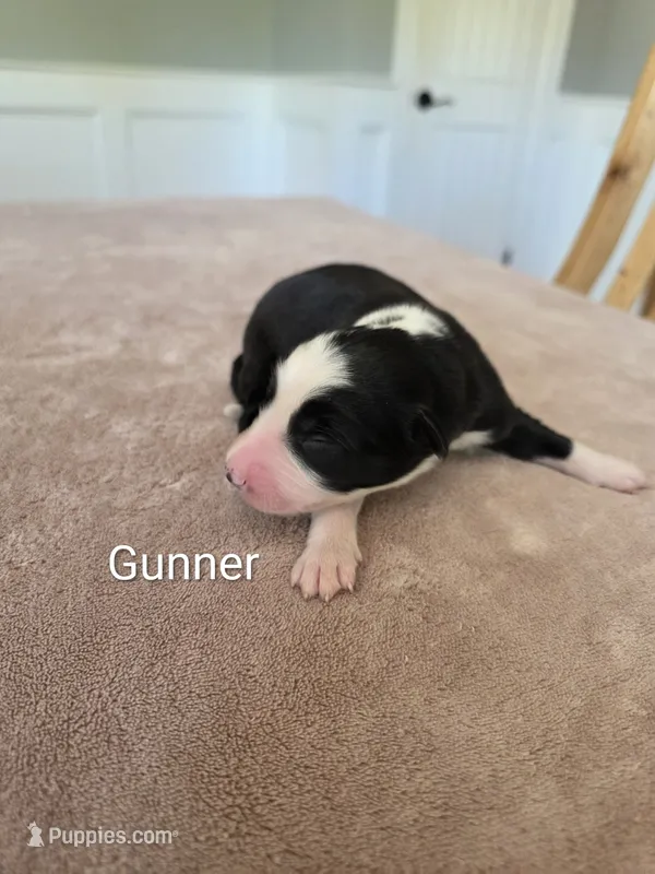 Gunner – Border Collie puppy for sale in Gouverneur, NY