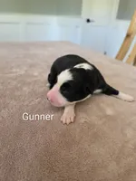 Gunner, a male Border Collie for sale in Gouverneur, NY – 1 of 4