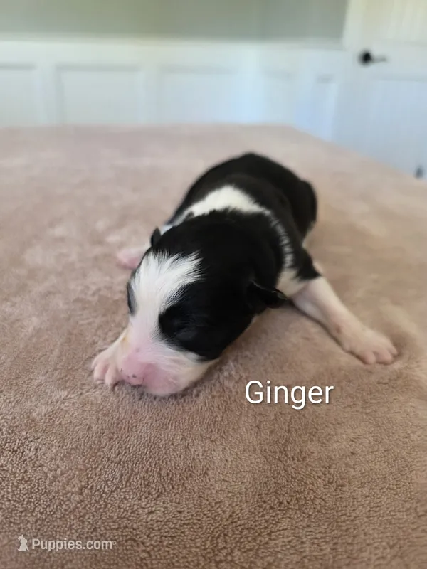 Ginger – Border Collie puppy for sale in Gouverneur, NY