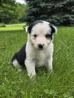 Gordy, a male Border Collie for sale in Gouverneur, NY – 2 of 7