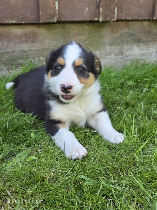 Holly – Border Collie puppy for sale in Gouverneur, NY