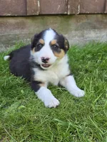 Holly, a female Border Collie for sale in Gouverneur, NY – 1 of 3