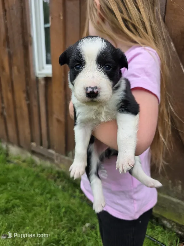 Ginger – Border Collie puppy for sale in Gouverneur, NY
