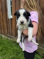 Ginger, a female Border Collie for sale in Gouverneur, NY – 1 of 5