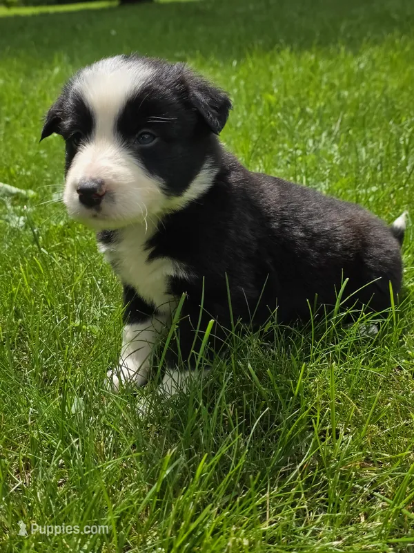 Gunner – Border Collie puppy for sale in Gouverneur, NY