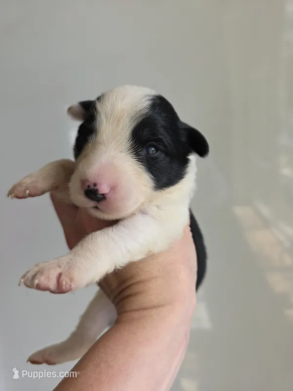 Goldie – Border Collie puppy for sale in Gouverneur, NY