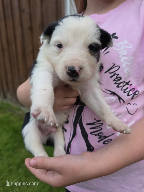 Gordy – Border Collie puppy for sale in Gouverneur, NY