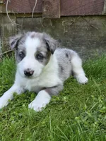 Hank, a male Border Collie for sale in Gouverneur, NY – 3 of 3