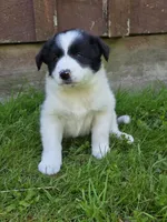 Hanna, a female Border Collie for sale in Gouverneur, NY – 2 of 3