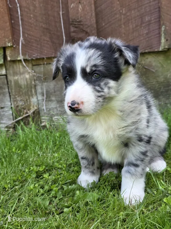 Homer – Border Collie puppy for sale in Gouverneur, NY