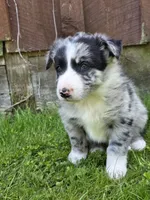 Homer, a male Border Collie for sale in Gouverneur, NY – 1 of 3