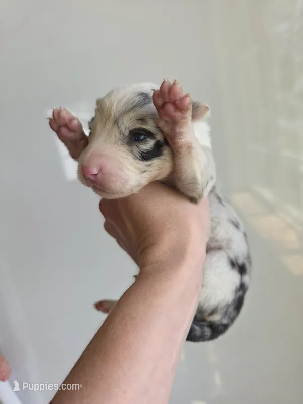Greta – Border Collie puppy for sale in Gouverneur, NY