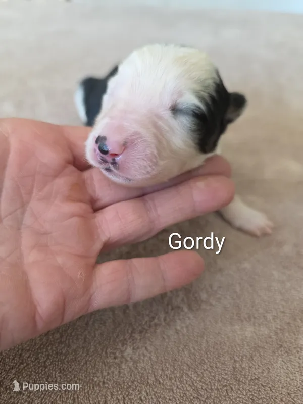 Gordy – Border Collie puppy for sale in Gouverneur, NY
