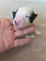 Gordy, a male Border Collie for sale in Gouverneur, NY – 1 of 4