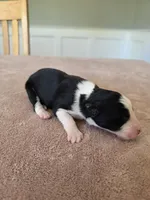 Ginger, a female Border Collie for sale in Gouverneur, NY – 2 of 3