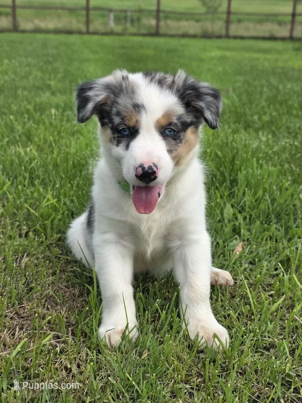 Hugo – Border Collie puppy on hold in Gouverneur, NY
