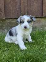 Hugo, a male Border Collie for sale in Gouverneur, NY – 1 of 1