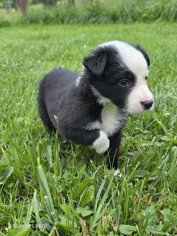 Gemma – Border Collie puppy for sale in Gouverneur, NY