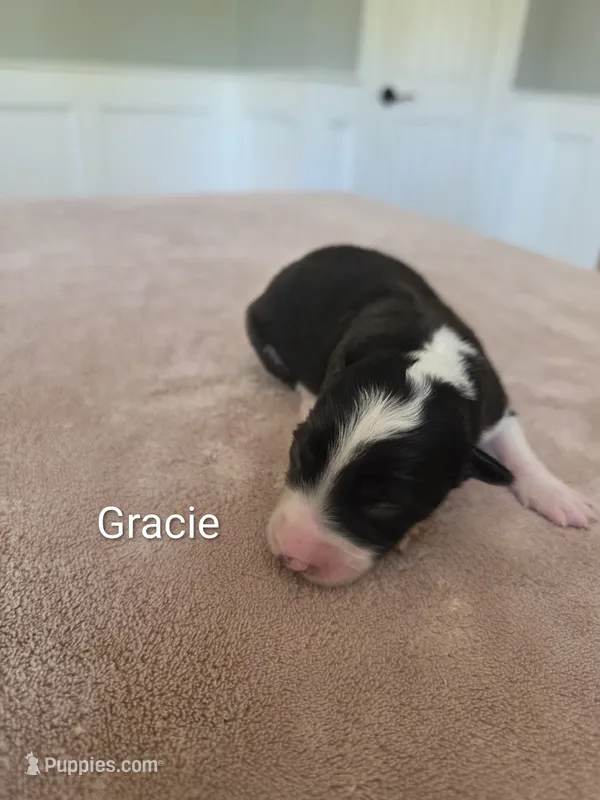 Gracie – Border Collie puppy for sale in Gouverneur, NY