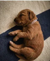 Moana, a female Goldendoodle for sale in Rochester, MA – 1 of 1
