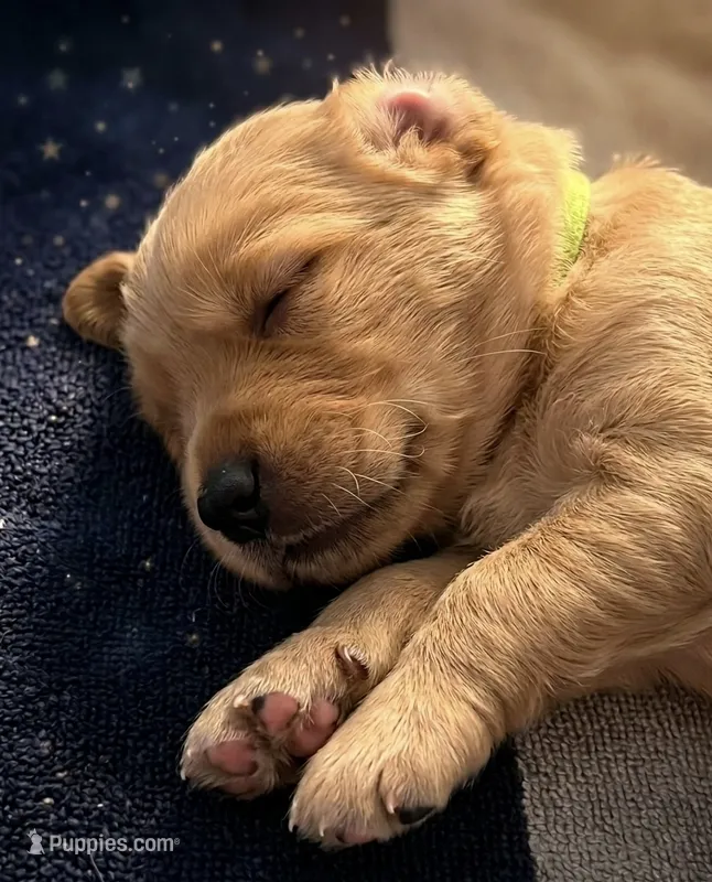 Simba – Goldendoodle puppy for sale in Rochester, MA