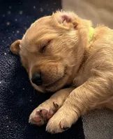 Simba, a male Goldendoodle for sale in Rochester, MA – 1 of 1