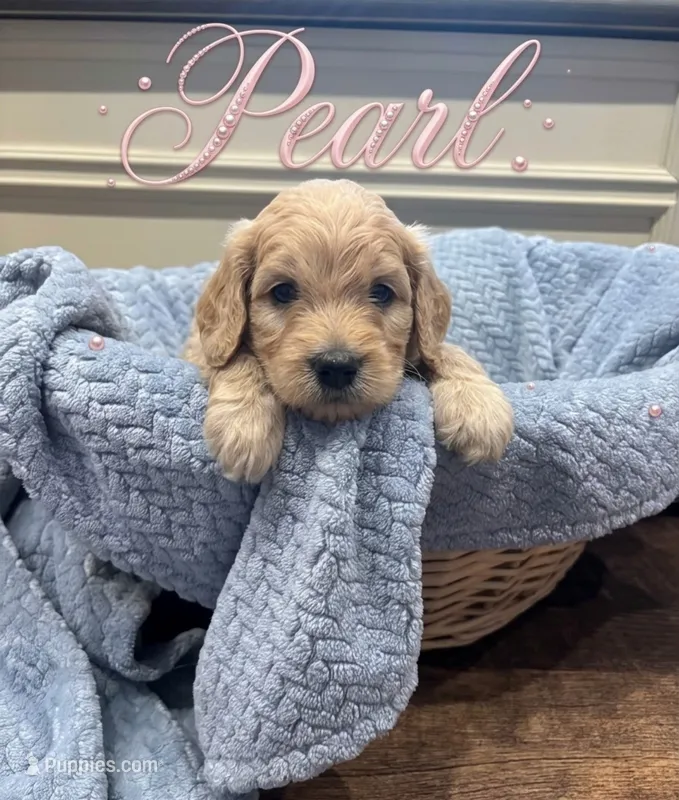 Pearl – Goldendoodle puppy for sale in Rochester, MA