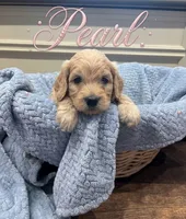 Pearl, a female Goldendoodle for sale in Rochester, MA – 1 of 1