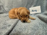 Reef, a male Goldendoodle for sale in Rochester, MA – 2 of 2