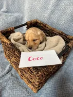 Coco, a female Goldendoodle for sale in Rochester, MA – 2 of 2