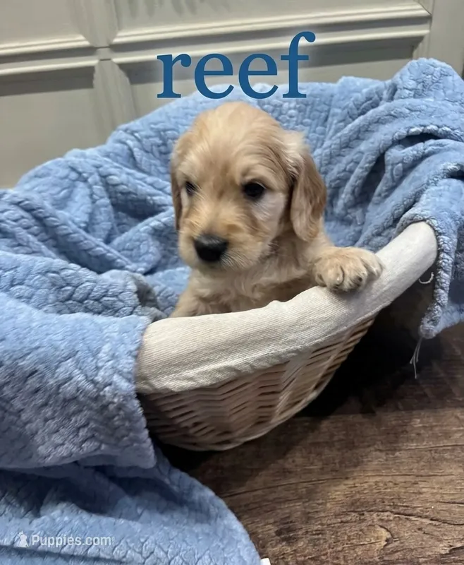 Reef – Goldendoodle puppy for sale in Rochester, MA