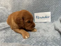 Flounder, a male Goldendoodle for sale in Rochester, MA – 2 of 2
