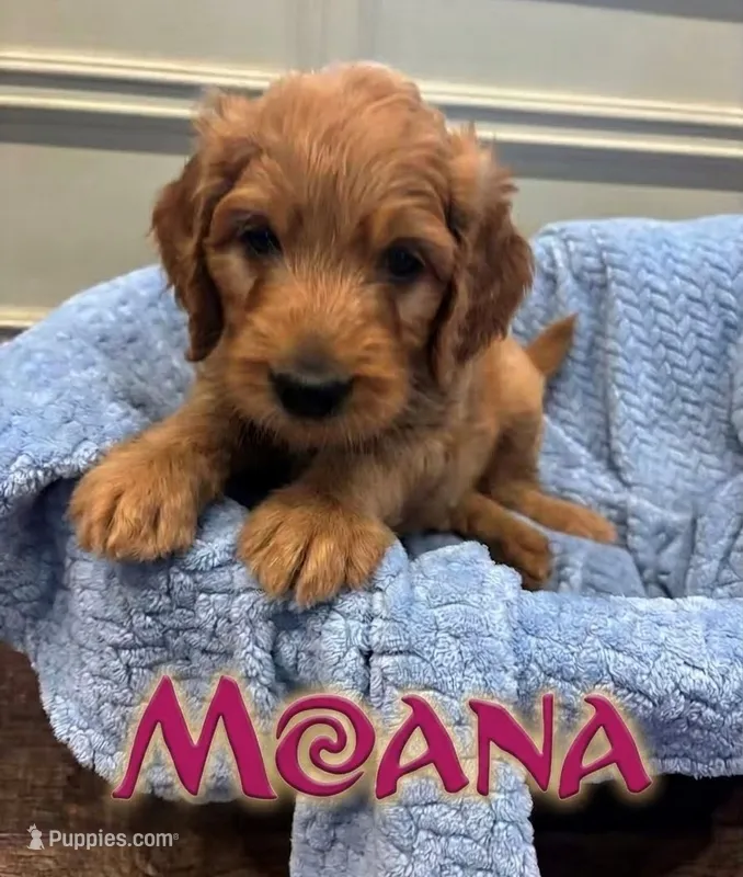 Moana – Goldendoodle puppy for sale in Rochester, MA