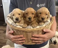Moana, a female Goldendoodle for sale in Rochester, MA – 4 of 4