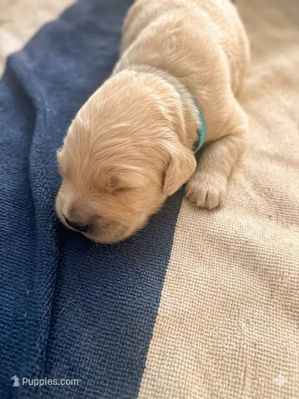 Woody – Goldendoodle puppy for sale in Rochester, MA