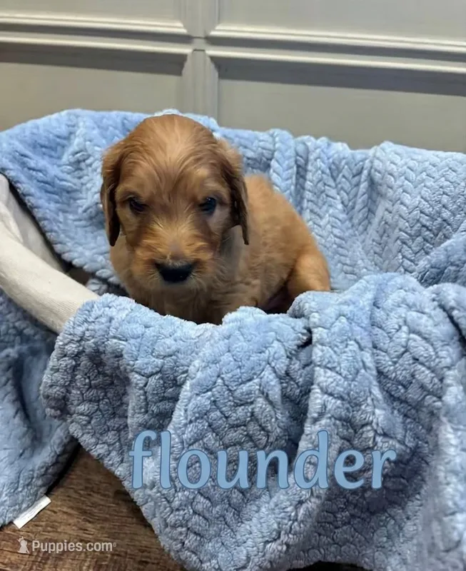 Flounder – Goldendoodle puppy for sale in Rochester, MA
