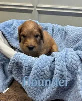 Flounder, a male Goldendoodle for sale in Rochester, MA – 1 of 2