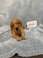 Coral, a female Goldendoodle for sale in Rochester, MA – 2 of 2