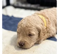 Belle, a female Goldendoodle for sale in Rochester, MA – 1 of 1