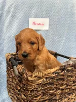 Moana, a female Goldendoodle for sale in Rochester, MA – 2 of 4