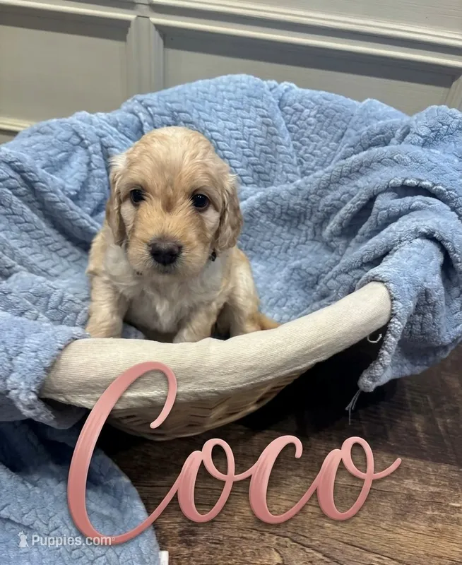 Coco – Goldendoodle puppy for sale in Rochester, MA